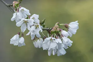 Images Dated 17th January 2022: Washington State, Bellevue. Cherry blossoms