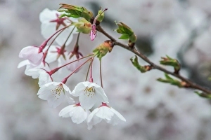 Cherry Blossom Prints: Washington State, Bellevue. Cherry blossoms