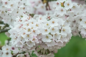 Cherry Blossom Prints: Washington State, Bellevue. Cherry blossoms