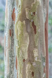 Bellevue Prints: Washington State, Bellevue. Crape Myrtle trunk