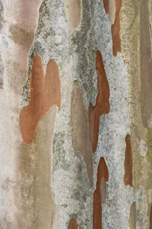 Images Dated 18th January 2022: Washington State, Bellevue. Crape Myrtle trunk