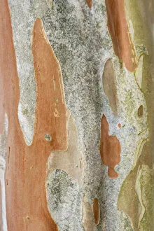 Images Dated 18th January 2022: Washington State, Bellevue. Crape Myrtle trunk