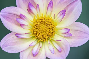 Images Dated 17th January 2022: Washington State, Bellevue. Dahlia