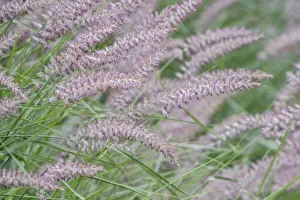 Bellevue Prints: Washington State, Bellevue. Fountain grass