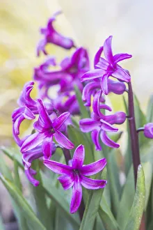 Images Dated 17th January 2022: Washington State, Bellevue. Hyacinth