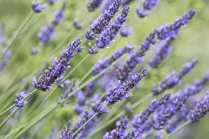 Bellevue Prints: Washington State, Bellevue. Lavender