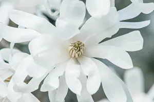 Bellevue Prints: Washington State, Bellevue. Star magnolia