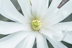 Bellevue Prints: Washington State, Bellevue. Star Magnolia