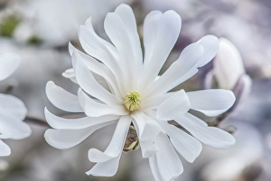 Bellevue Prints: Washington State, Bellevue. Star Magnolia