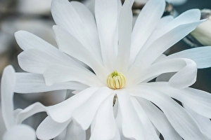 Bellevue Prints: Washington State, Bellevue. Star Magnolia