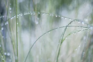 Bellevue Prints: Washington State, Bellevue. Water Drops on Grass