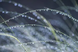 Images Dated 24th June 2021: Washington State, Bellevue. Water Drops on Grass