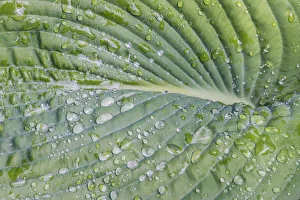 Bellevue Prints: Washington State, Bellevue. Water drops on hosta