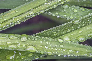Bellevue Prints: Washington State, Bellevue. Water Drops on leaves