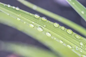 Images Dated 24th June 2021: Washington State, Bellevue. Water Drops on leaves