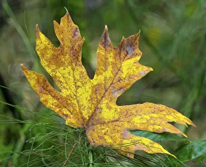 Images Dated 18th May 2022: Washington State. Bigleaf maple leaf