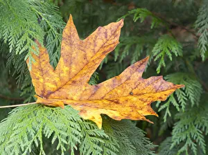 Images Dated 18th May 2022: Washington State. Bigleaf maple leaf