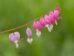 Washington State. Bleeding Heart