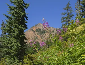 Images Dated 14th October 2021: Washington State, Central Cascades, Fireweed and Red Mountain
