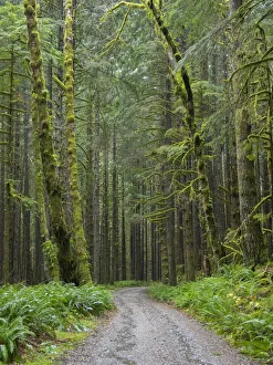 Images Dated 14th October 2021: Washington State, Central Cascades, Forest Road 5620, Moss covered Red Alder forest