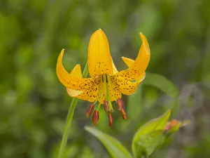Images Dated 14th October 2021: Washington State, Central Cascades, Columbia Tiger Lily wildflower