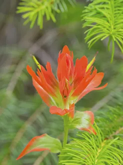 Images Dated 14th October 2021: Washington State, Central Cascades, Magenta Paintbrush