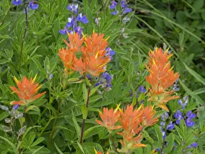 Images Dated 14th October 2021: Washington State, Central Cascades, Hairy Paintbrush and Subalpine Lupine