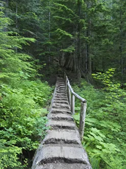 Images Dated 14th October 2021: Washington State, Central Cascades, Old Fir tree bridge, on trail to Annette Lake