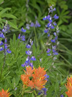Images Dated 14th October 2021: Washington State, Central Cascades, Hairy Paintbrush and Subalpine Lupine