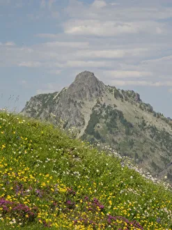 Images Dated 14th October 2021: Washington State, Central Cascades, Rampart Ridge, Alta Mountain and wildflowers
