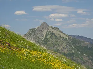 Images Dated 14th October 2021: Washington State, Central Cascades, Rampart Ridge, Alta Mountain and wildflowers