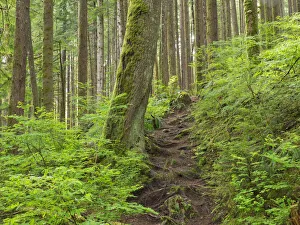 Images Dated 18th May 2022: Washington State, Central Cascades. Rainy Lake trail