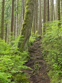 Images Dated 18th May 2022: Washington State, Central Cascades. Rainy Lake trail