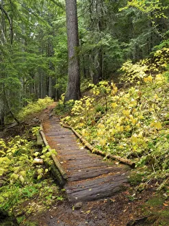 Images Dated 18th May 2022: Washington State, Central Cascades. Trail to Olallie Lake, old wooden section