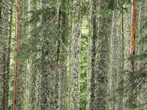Images Dated 18th May 2022: Washington State, Central Cascades. Moss and lichen covered tree trunks