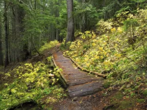 Washington State, Central Cascades. Trail to Olallie Lake, old wooden section