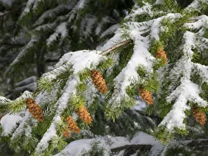 Images Dated 18th May 2022: Washington State, Central Cascades. Mount Washington, fir cones and snow