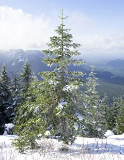 Images Dated 18th May 2022: Washington State, Central Cascades. Mount Washington, fir trees and snow