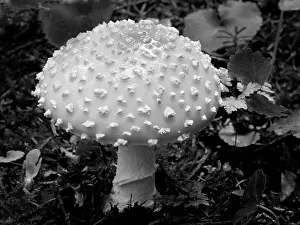 Images Dated 25th January 2024: Washington State, Central Cascades. Amamita muscaria mushroom