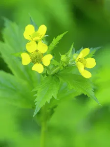 Images Dated 30th July 2024: Washington State, Central Cascades. Common cinquefoil with new yellow flowers, close-up