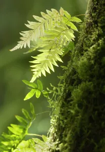 Fern Prints: Washington State, Central Cascades. Close-up of delicate ferns and moss