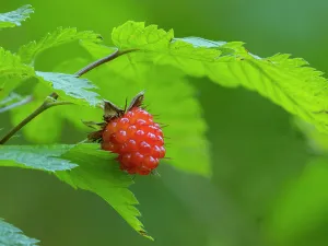 Berry Prints: Washington State, Central Cascades