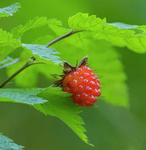 Berry Prints: Washington State, Central Cascades