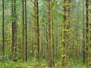 Danita Delimont New Images May 2025 Prints: Washington State, Central Cascades