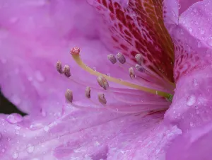 Images Dated 30th July 2024: Washington State. Close-up of pink rhododendron flower with water drops