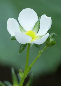 Prints of Washington State. Close-up of white strawberry blossom with yellow center disc Images Dated 2025 January: Washington State. Close-up of white strawberry blossom with yellow center disc