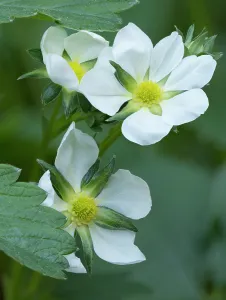 Images Dated 30th July 2024: Washington State. Close-up of white strawberry blossoms with yellow center disc