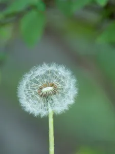 Images Dated 30th July 2024: Washington State, Dandelion head seed with fine hair-like pappus