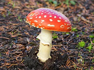 Images Dated 20th October 2022: Washington State, Fly agaric mushroom