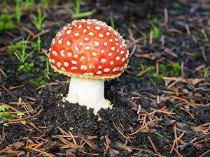 Images Dated 20th October 2022: Washington State, Fly agaric mushroom